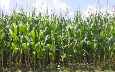 “Field of dreams, baby! Less get it ON! … wait. All the umpires are in hell.”